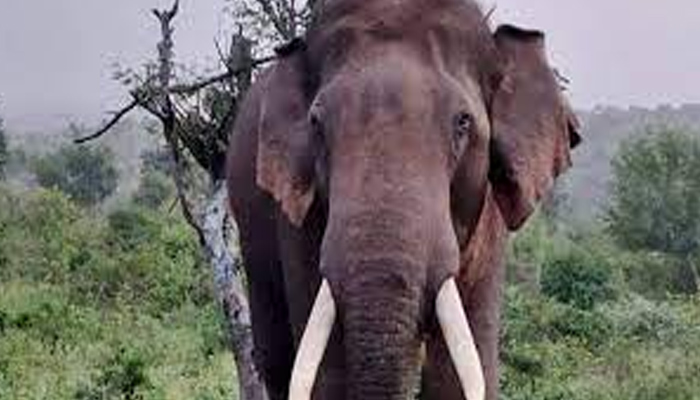 കാട്ടാനകള്‍ കൊമ്പുകോര്‍ത്തു; മുറിവാലന്‍ നിലംപതിച്ചു: ചക്കക്കൊമ്പന്റെ കുത്തേറ്റ ആനയുടെ നില അതീവ ഗുരുതരം