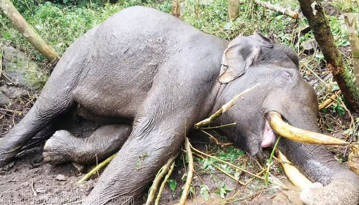 വനംവകുപ്പിന്റെ ചികിത്സ ഫലം കണ്ടില്ല ചക്കക്കൊമ്പന്റെ കുത്തേറ്റ മുറിവാലന്‍ ചരിഞ്ഞു: മരണ കാരണം നട്ടെല്ലിനോട് ചേര്‍ന്നുണ്ടായ ആഴത്തിലുള്ള മുറിവ്