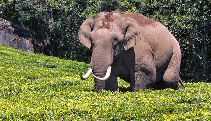 മൂന്നാറില്‍ ആനപ്പോര് വീണ്ടും; ഒറ്റക്കൊമ്പനുമായി കൊമ്പു കോര്‍ത്ത പടയപ്പയ്ക്ക് പരിക്ക്